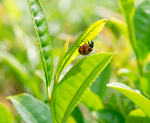 静岡掛川市のお茶屋 うぐいす堂