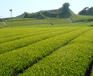 うつみ製茶　うぐいす堂